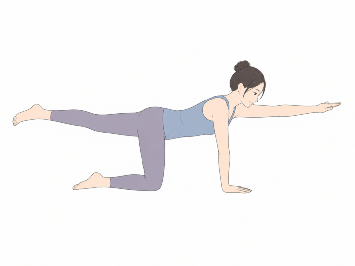 バードドッグ（Bird Dog Pose）のYogaTown教材イラスト